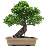 BONSAI