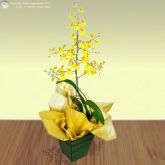 ORQUIDEA  CHUVA DE OURO